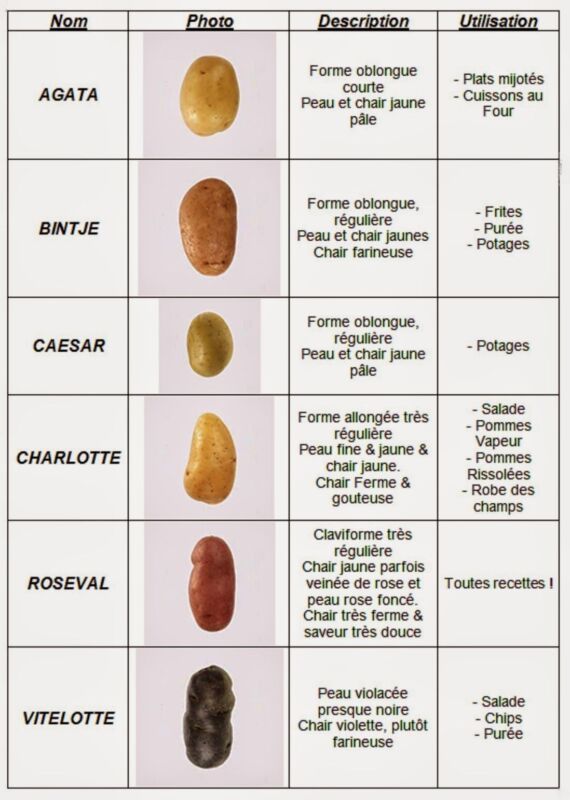 Choix de pomme de terre précoce