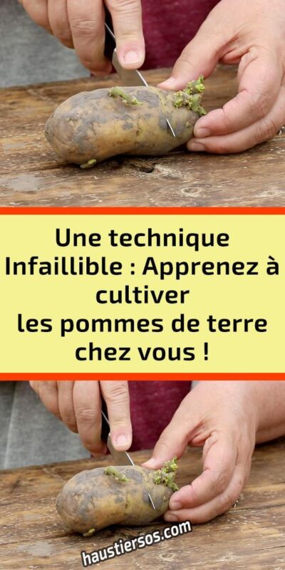 Critères pomme de terre purée